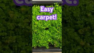 EASY carpet for your Aquarium Monte Carlo with no CO2 [upl. by Fitzgerald]