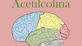 Acetilcolina [upl. by Dryden]