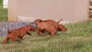 Vizsla Puppies For Sale [upl. by Maillij]