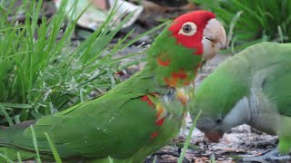 Redmasked parakeet in Valencia  Psittacara erythrogenys [upl. by Airda]