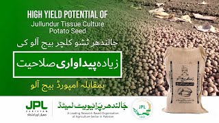 JPL  Yield potential of JPL Tissue Culture Potato Seedجالندھر ٹشو کلچر بیج آلو کی پیداواری صلاحیت؟ [upl. by Evander]