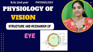 Physiology Of Vision BSc 2nd YearStructure amp Function Of Human EyeMechanism Of Image Formation [upl. by Mmada94]