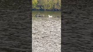 Juvenile Herring Gull And A Pair Of Coots birds avian nature [upl. by Varrian]