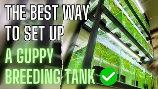 Guppy Fish Care  How To Setup A Simple Guppy Fish Tank [upl. by Oine711]