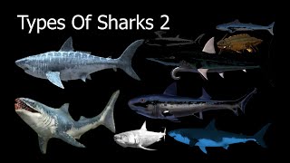 Types Of Sharks 2 [upl. by Yelnoc]