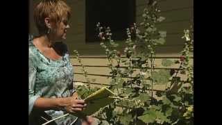 Transplanting a Hollyhock [upl. by Koval975]