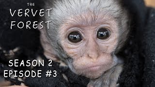 Orphan Baby Vervet Monkeys Play In Disneyland  The Vervet Forest  Season 2 Episode 3 [upl. by Rehpetsirhc745]