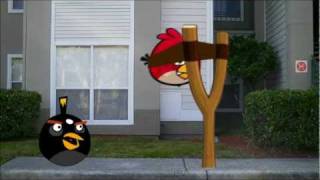 Angry birds in real life [upl. by Ofella279]