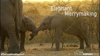 Elephant Merrymaking [upl. by Marina90]