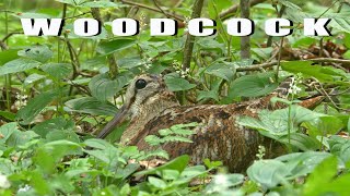 Eurasian WOODCOCK bird sounds at night and the nest [upl. by Suolevram]