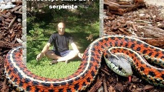 horoscopo chino 2014 serpiente [upl. by Sotnas]