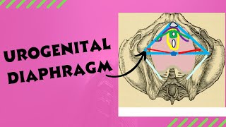 Urogenital diaphragm  Anatomy location and contents of the urogenital diaphragm [upl. by Ahsikad]