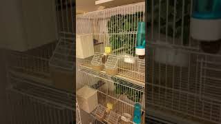 Red faced parrot finch breeding setup [upl. by Anivad]