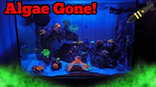 2000 dollar nano reef tank defeats ugly bryopsis corals rejoice [upl. by Eugenia]