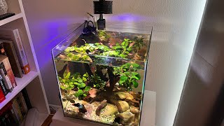 Easy Nano Tree 30X30 Cube Aquascape for Betta Fish [upl. by Nue]