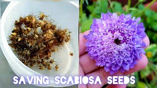 Collecting seeds of Scabiosa pincushion flowers  How to harvest Scabiosa seeds [upl. by Kahle249]