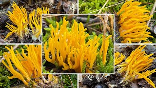 Klebriger Hörnling Verwechslung  Ziegenbart Zwergerlfeuer Calocera viscosa  Pilzportrait [upl. by Montgomery]