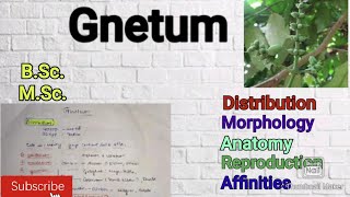 Gnetum Morphology Anatomy Reproduction Gymnosperm Gnetum notes Affinities of Gnetummscbotany [upl. by Thetis311]