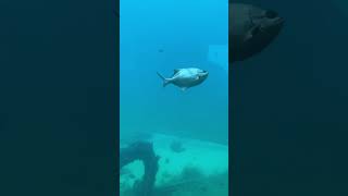 busselton fishinsea largestequarium underwateradventures underwaterlife fishlover [upl. by Ytak]