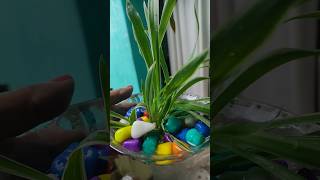 Spider plant ytshorts garden trending grihshobha [upl. by Sanford793]