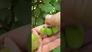 Kiwi or Grape Types of kiwi fruit we grow are Fuzzy and Hardy kiwis Actinidia kiwi garden [upl. by Refinnaj]