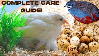 THE ULTIMATE BUTTON QUAIL CARE GUIDE  How to Care for Quail Indoors  Keeping Quail as Pets 2020 [upl. by Pan651]