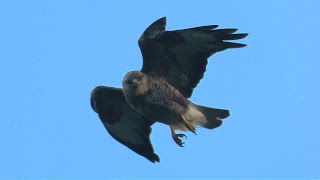 Buzzard hovering overhead on Rathlin Island [upl. by Knapp]