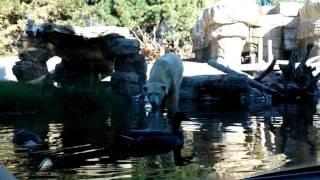 Polar Bear pounces for Duck at San Diego Zoo [upl. by Idna]