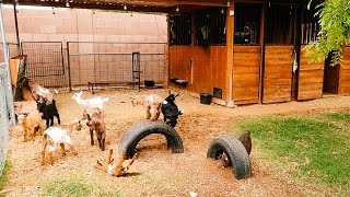 Baby Goats JUMPING PLAYING RUNNING amp FIGHTING 😂 [upl. by Scuram]