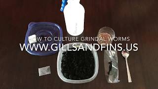 How to Culture Grindal Worms [upl. by Oralie]