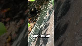 Copperheads and Timber Rattlesnakes Hanging Out Together [upl. by Aerdnuahs367]