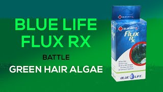 Fluconazole for Green Hair Algae amp Bryopsis How To Treat Your Tank with Flux Rx from Blue Life USA [upl. by Arrio]