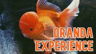 Oranda Goldfish  My Experience Keeping [upl. by Ultan]