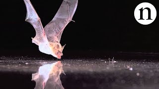 BAT SENSE  by Nature Video [upl. by Jehu382]