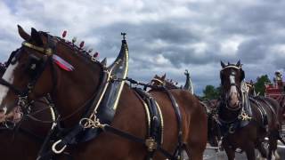 Budweiser Clydesdales in Baldwinsville NY [upl. by Eelrahc]