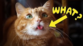 12 Weird Cat Behaviors Explained [upl. by Reivad]