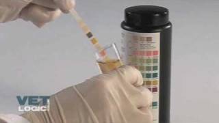 Urine test strip [upl. by Florri]