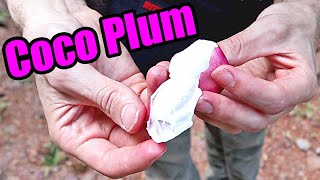 COCO PLUM REVIEW  Weird Fruit Explorer in The Seychelles [upl. by Haronid516]