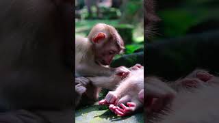 The Surprising Truth About Baby Vige and Brother Nobody Tells You monkeyboy cute babymonke [upl. by Anirbas]