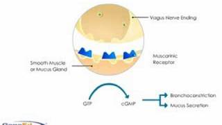 Anticholinergics mechanism of action causing bronchodilatation [upl. by Tebazile]