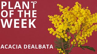 Plant of the Week  Acacia dealbata [upl. by Htebzil641]