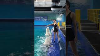 Synchronized swimming champion visits two little whales beluga whales confusing animal behavio [upl. by Immac]