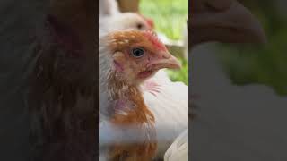 Inside Poultry Farming at Seaview Farms Natural Growth amp Quality Meat  NI Food  Food Industry [upl. by Arbrab]