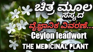 ಚಿತ್ರಮೂಲ plumbago zeylanica ayurvedic plant [upl. by Garnette344]