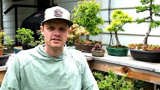 My Bonsai Soil Recipe [upl. by Adamek802]