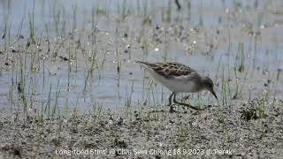 Longtoed Stint  Chiu S C DSCN4121 [upl. by Ahseuqal]