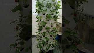 garden aeroponictower indoorplants hydroponictower aeroponics towergarden strawberryfruit [upl. by Avin672]