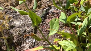 Wall Lizard Podarcis muralis  Bristol UK [upl. by Nevets]