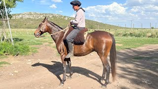 CABALLO ZAINO MESTIZO USD1500 LOSEQUINOSCOM [upl. by Durer]