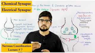 Synapse and its Types [upl. by Goeselt]